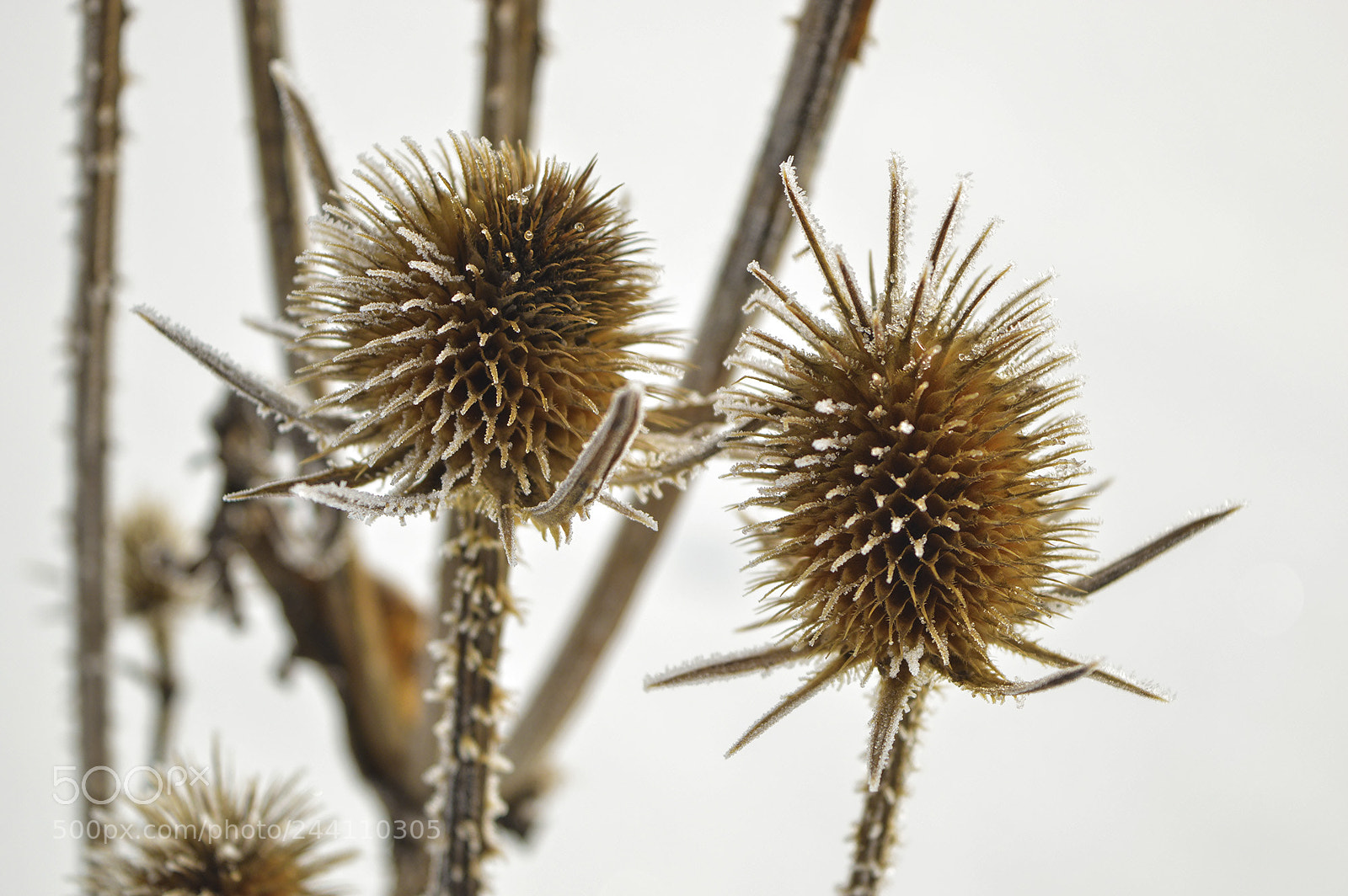 Nikon D3200 sample photo. Wild and frozen photography