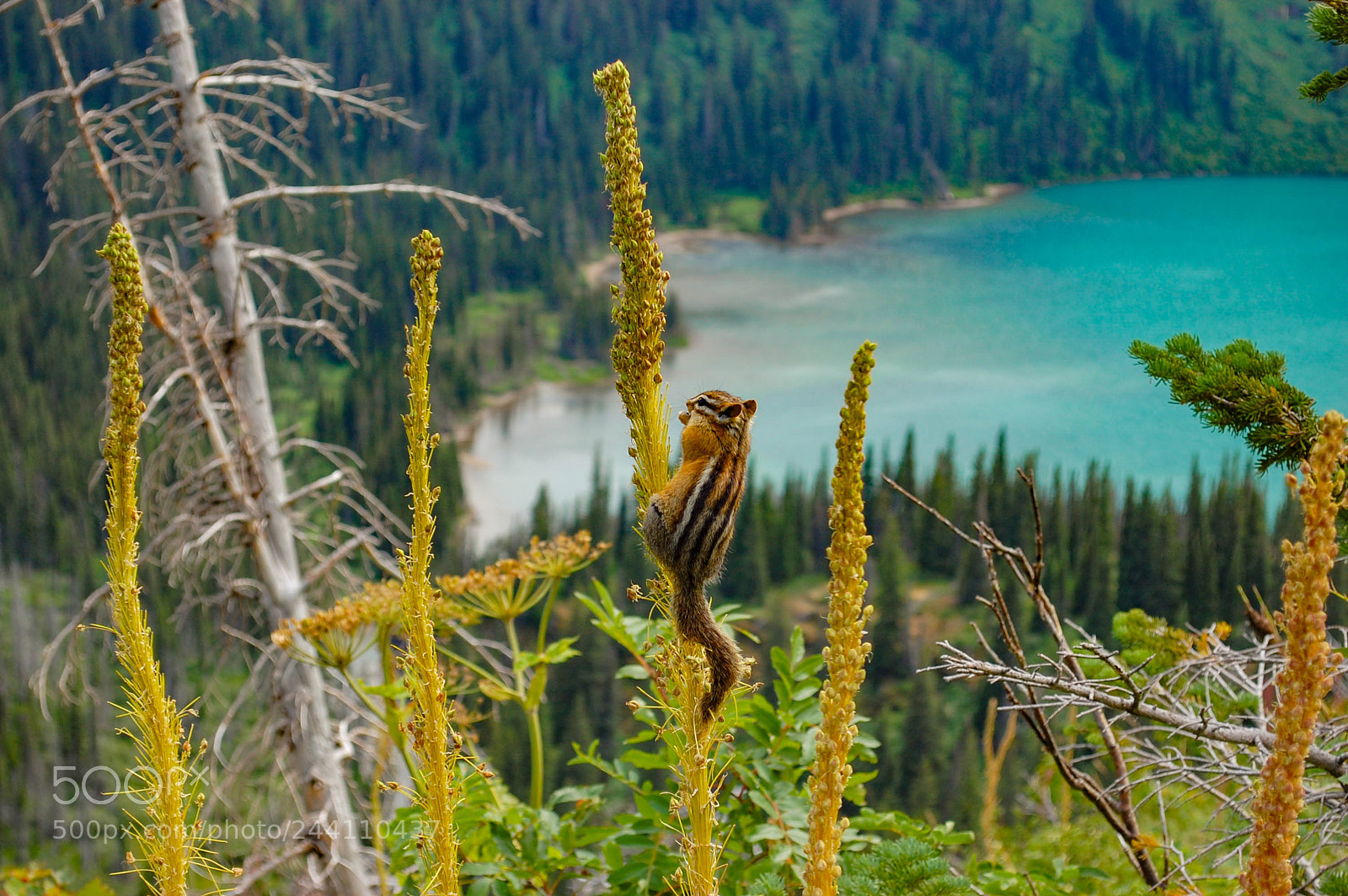 Nikon D40 sample photo. Chipmunk vs bear grass photography