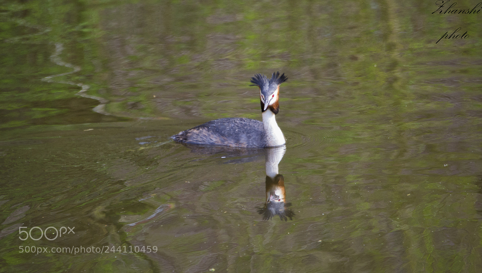 Nikon D3100 sample photo. Grebe photography