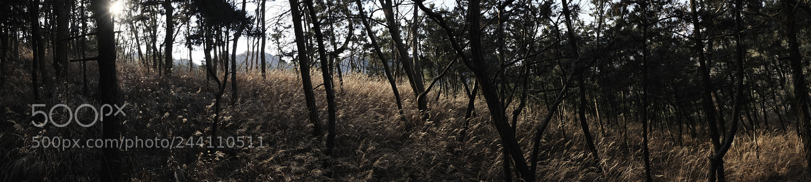 Fujifilm X70 sample photo. Title photography