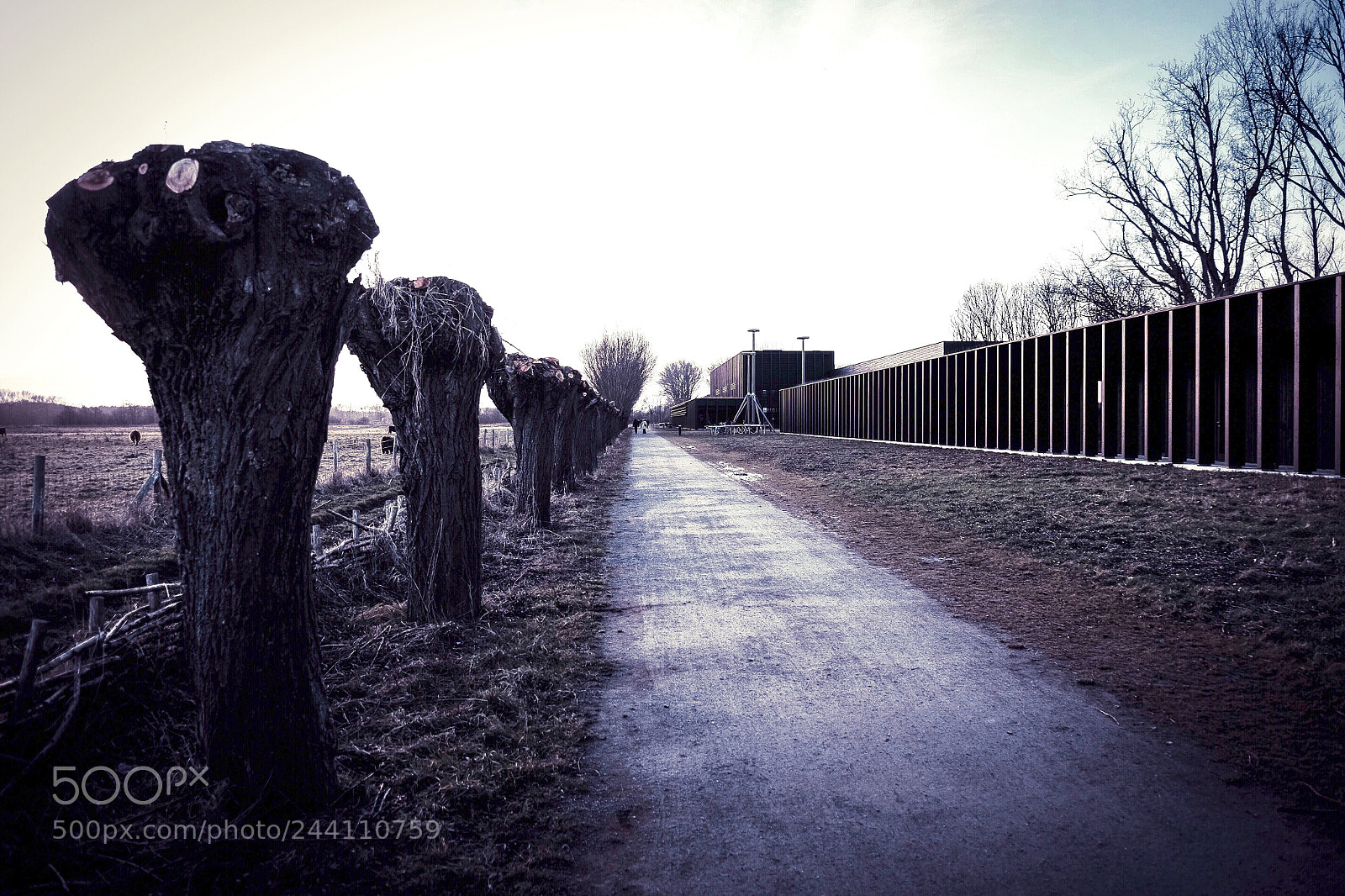 Fujifilm X-T1 sample photo. Trees photography