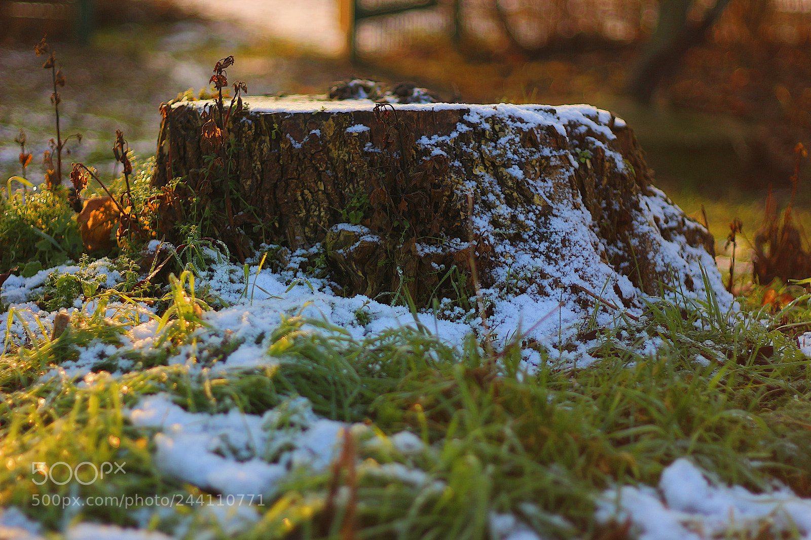 Canon EOS 100D (EOS Rebel SL1 / EOS Kiss X7) sample photo. Tree stump photography
