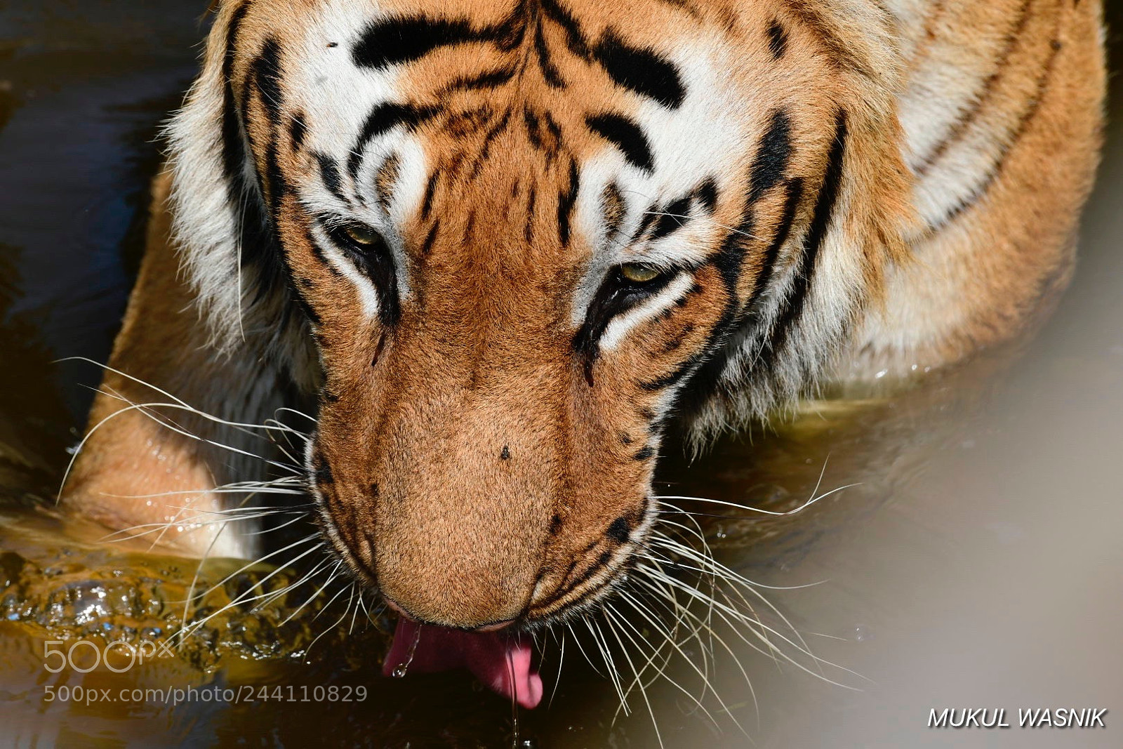 Nikon D500 sample photo. King of the jungle photography