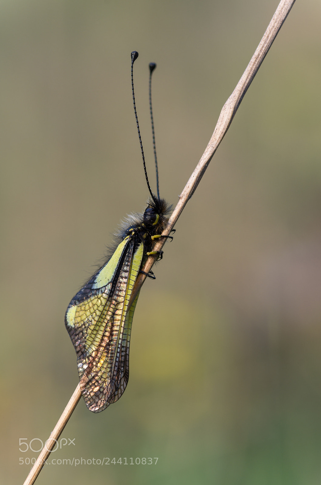 Pentax K-5 sample photo. Owlfly photography