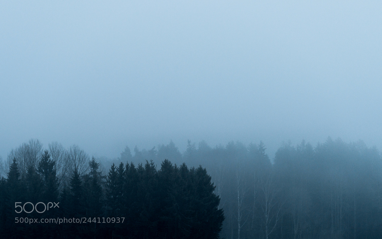 Nikon D810 sample photo. Fog contrast photography