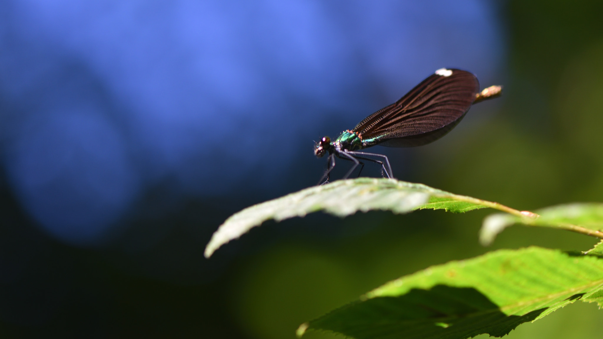 Nikon AF-S Micro-Nikkor 105mm F2.8G IF-ED VR sample photo. The beauty photography