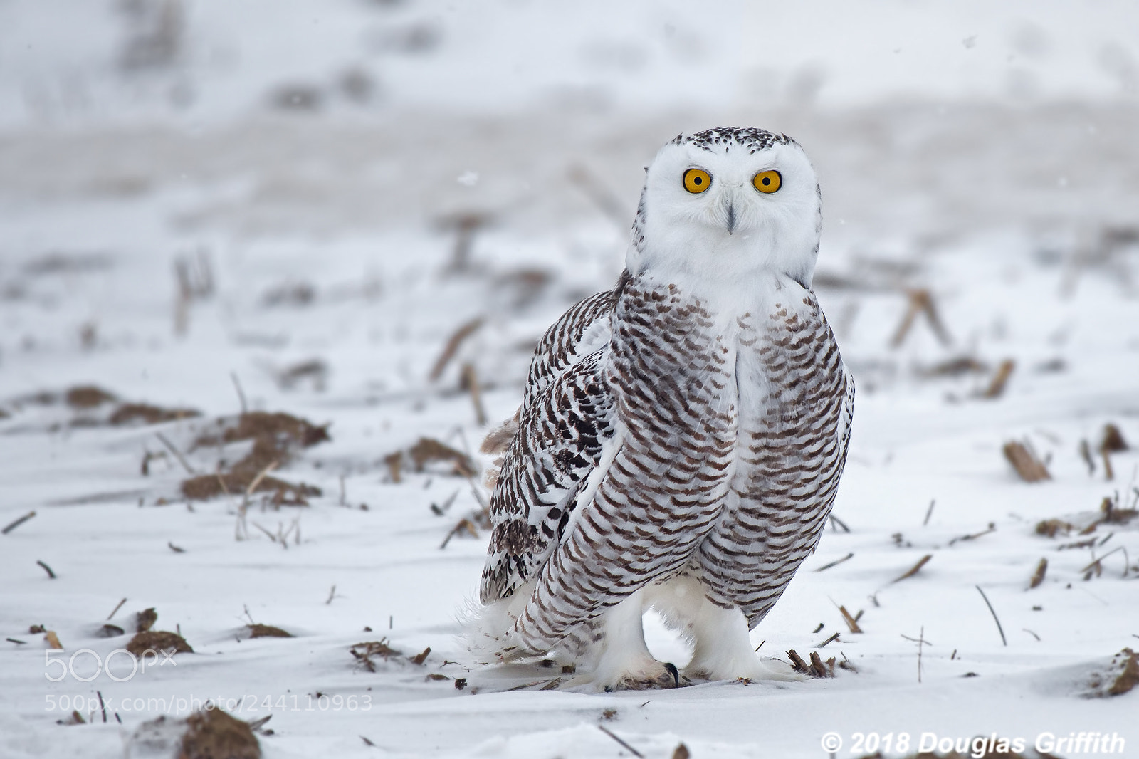 Nikon D500 sample photo. Eyes have it female photography