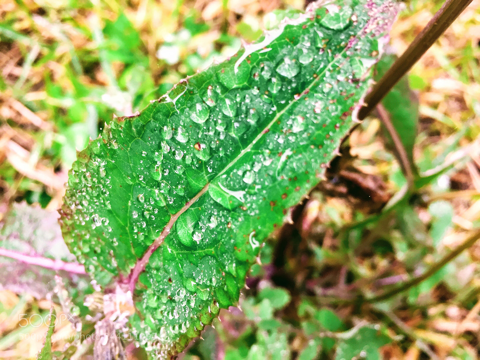 Apple iPhone 6 sample photo. A drop of water photography