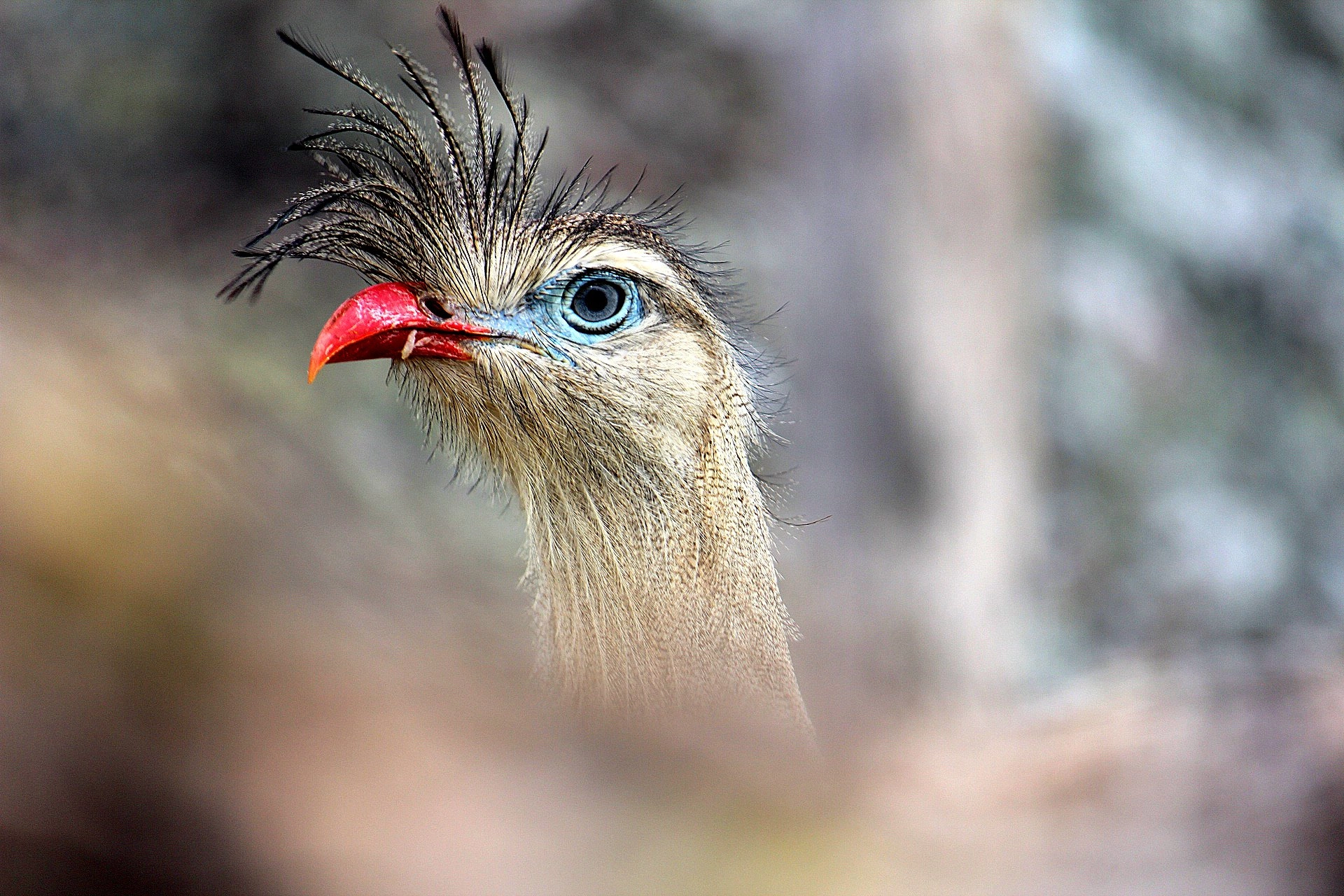 Canon EF-S 55-250mm F4-5.6 IS sample photo. Red-legged seriema (cariama cristata) photography