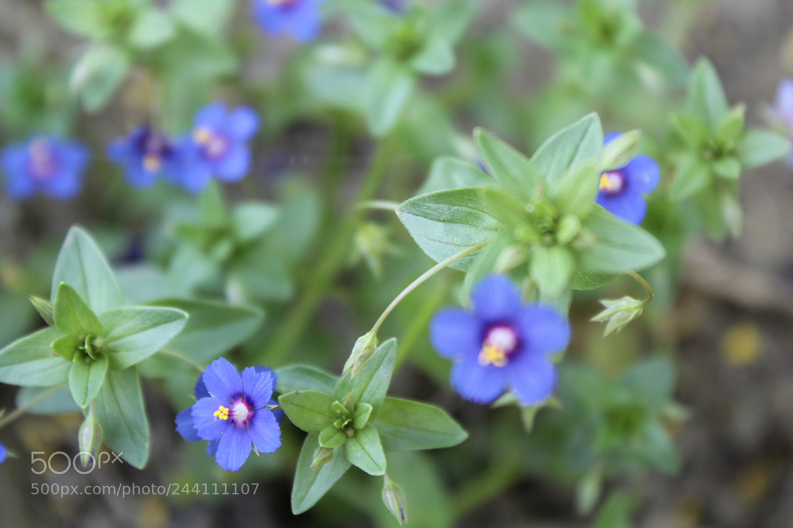 Canon EOS 1300D (EOS Rebel T6 / EOS Kiss X80) sample photo. Natural flower beautiful photography photography