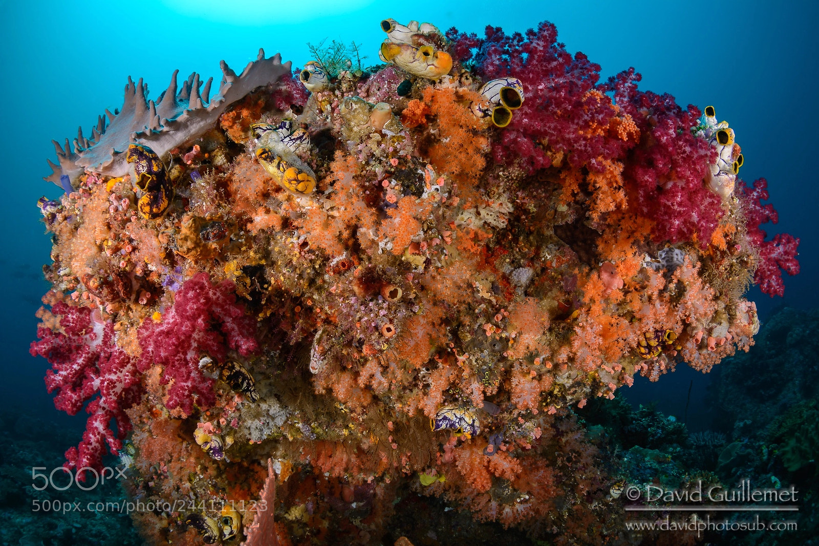 Nikon D7100 sample photo. Colorful corals photography