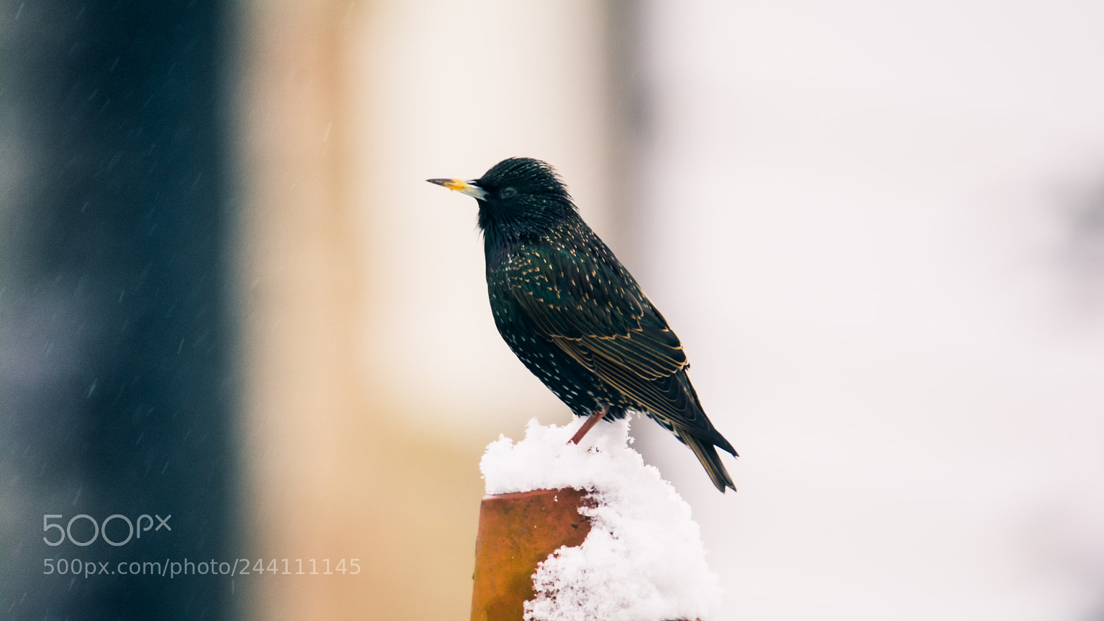 Nikon D7100 sample photo. Winter birds photography