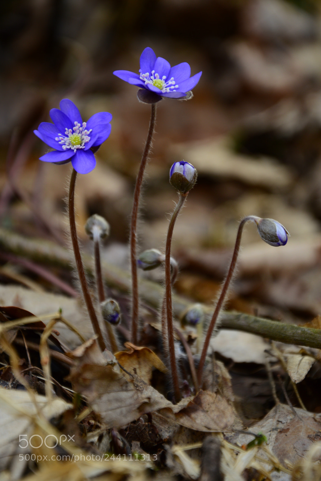 Nikon D3200 sample photo. Csc photography