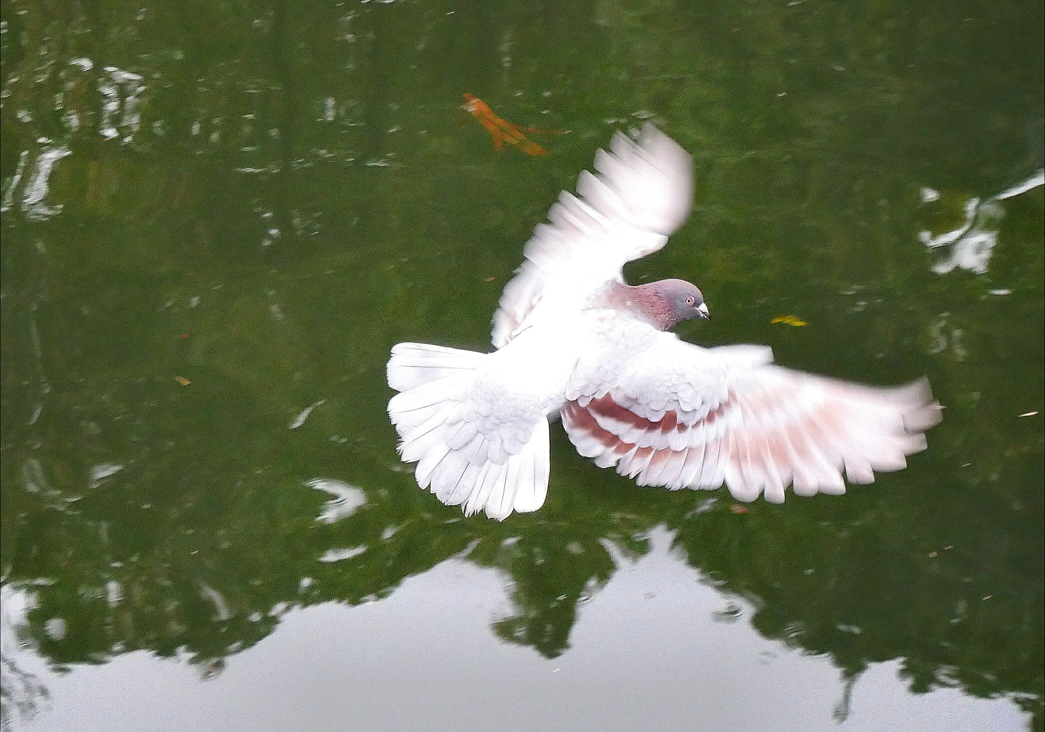 Panasonic Lumix DC-GX850 (Lumix DC-GX800 / Lumix DC-GF9) sample photo. Flying pigeon photography