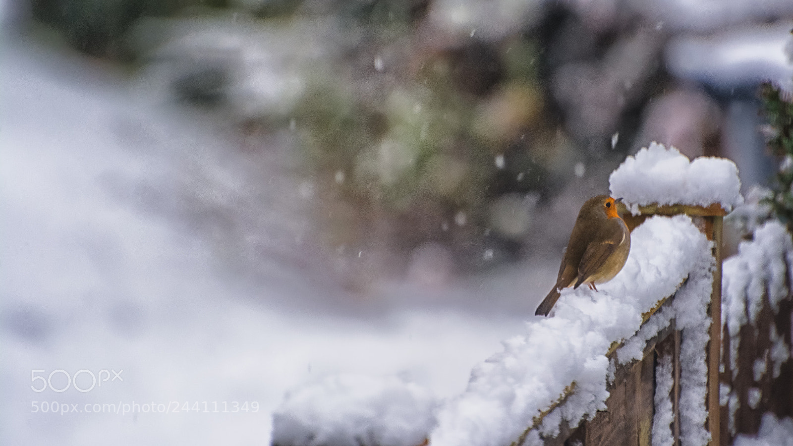 Nikon D7100 sample photo. Winter birds photography