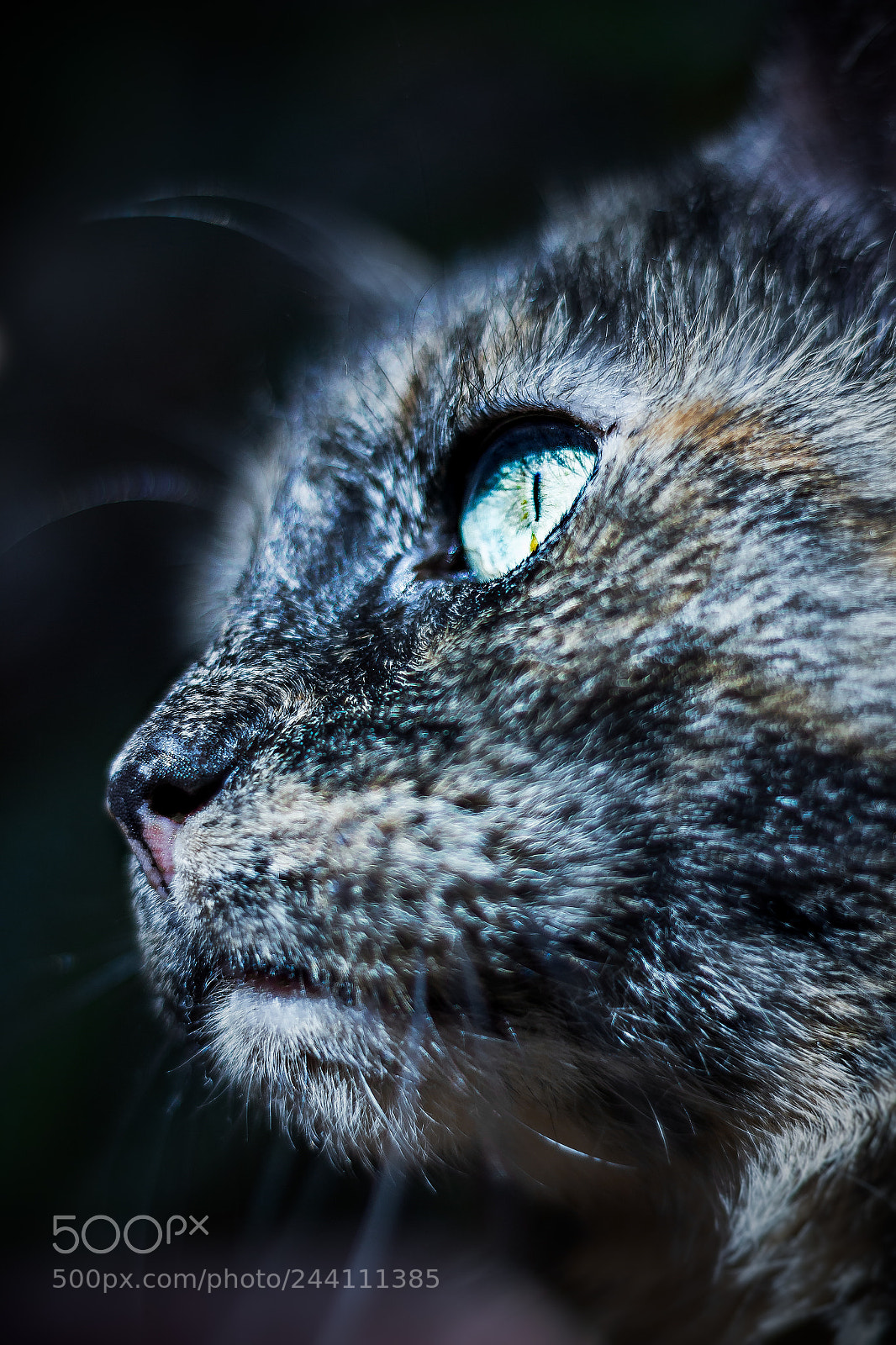 Canon EOS 1200D (EOS Rebel T5 / EOS Kiss X70 / EOS Hi) sample photo. Feline photography