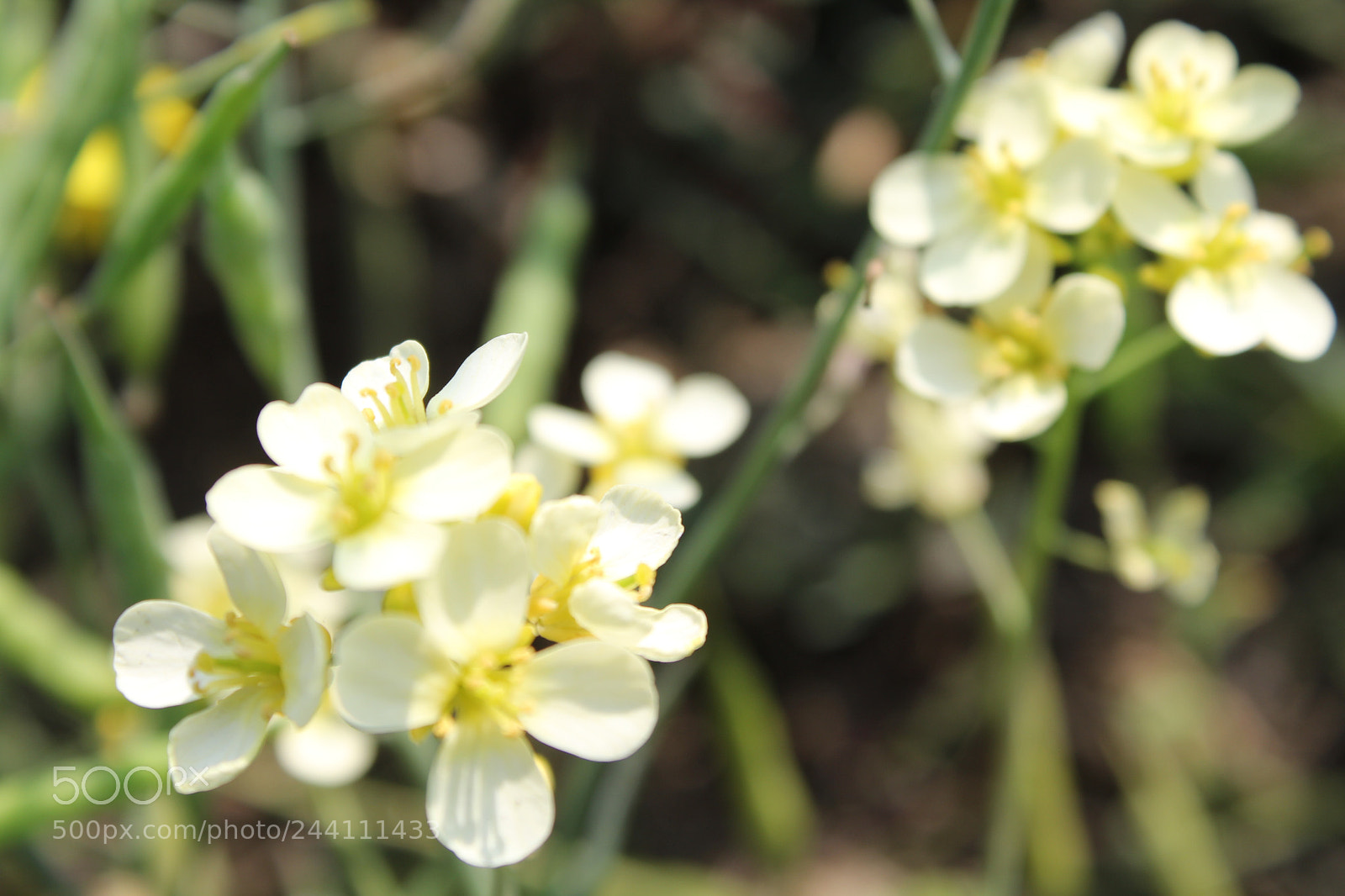 Canon EOS 1300D (EOS Rebel T6 / EOS Kiss X80) sample photo. Natural flower beautiful photography photography