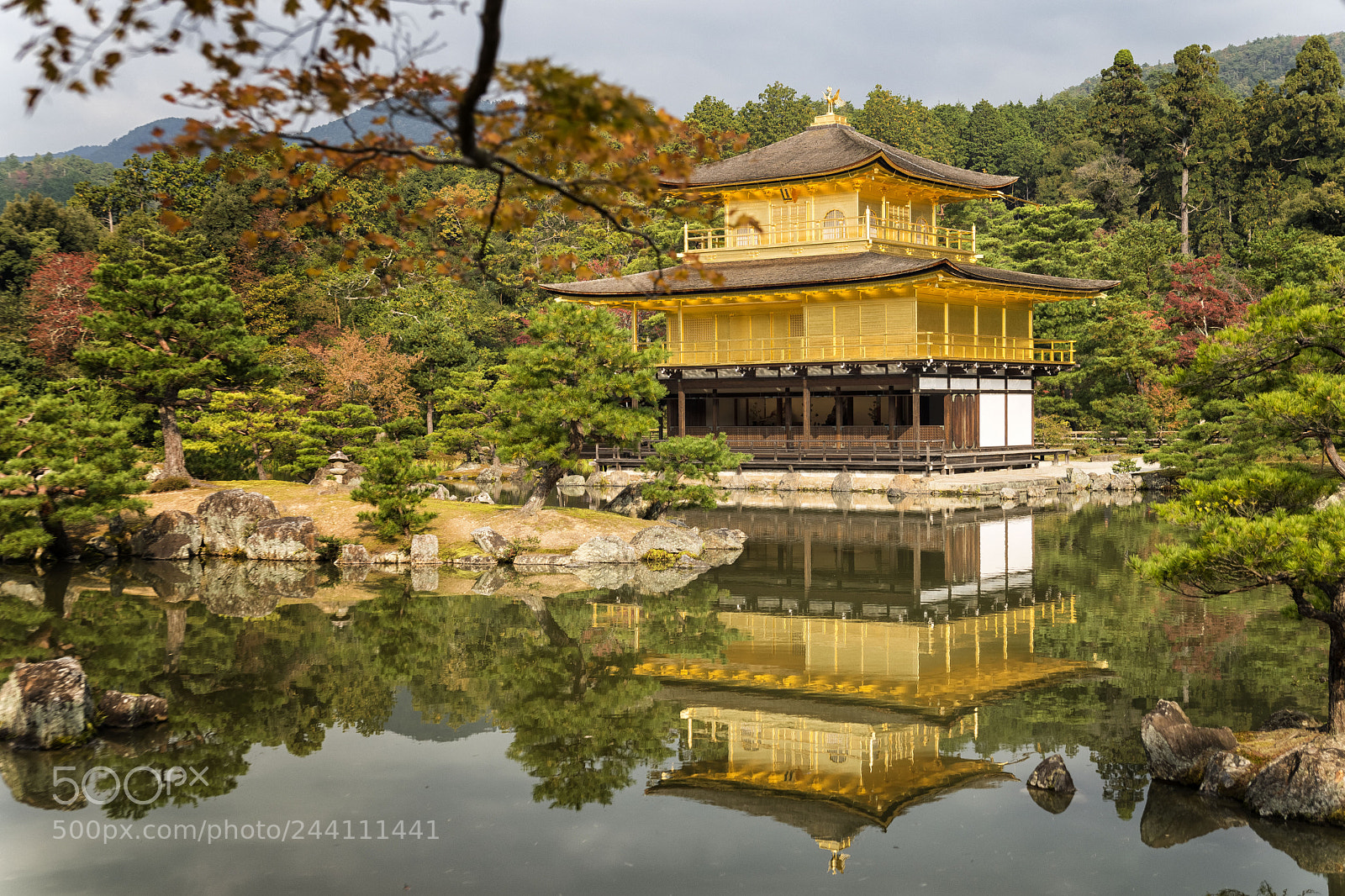 Nikon D610 sample photo. Double gold photography