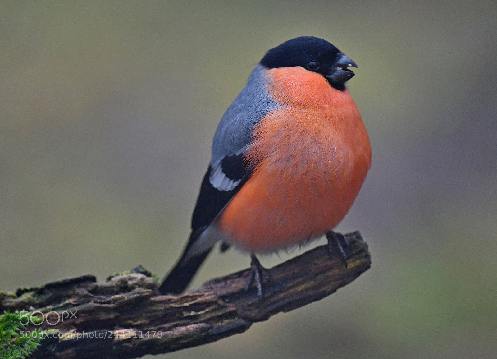 Nikon D500 sample photo. Eurasian bullfinch photography
