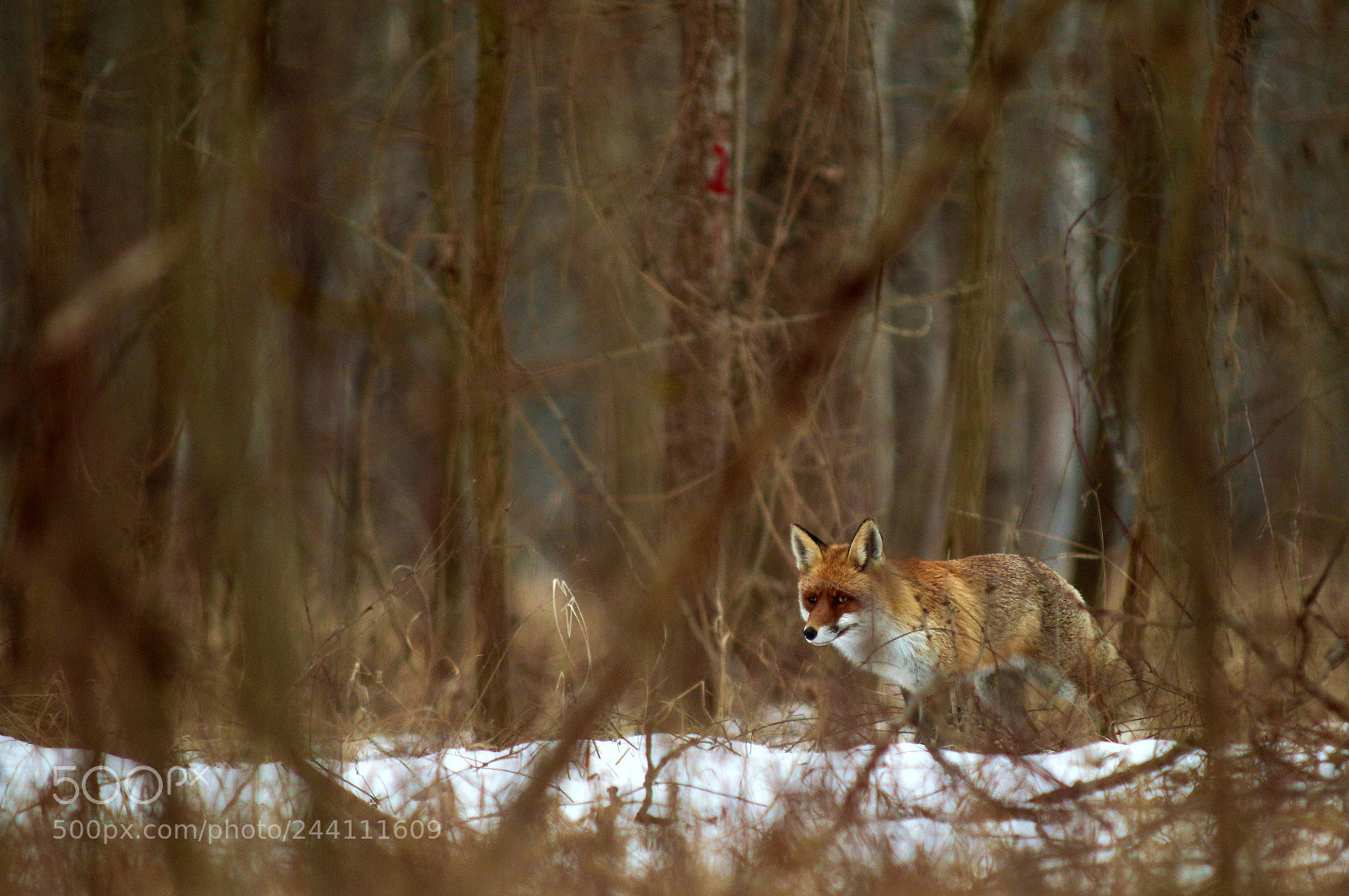 Canon EOS 7D Mark II sample photo. Red fox photography