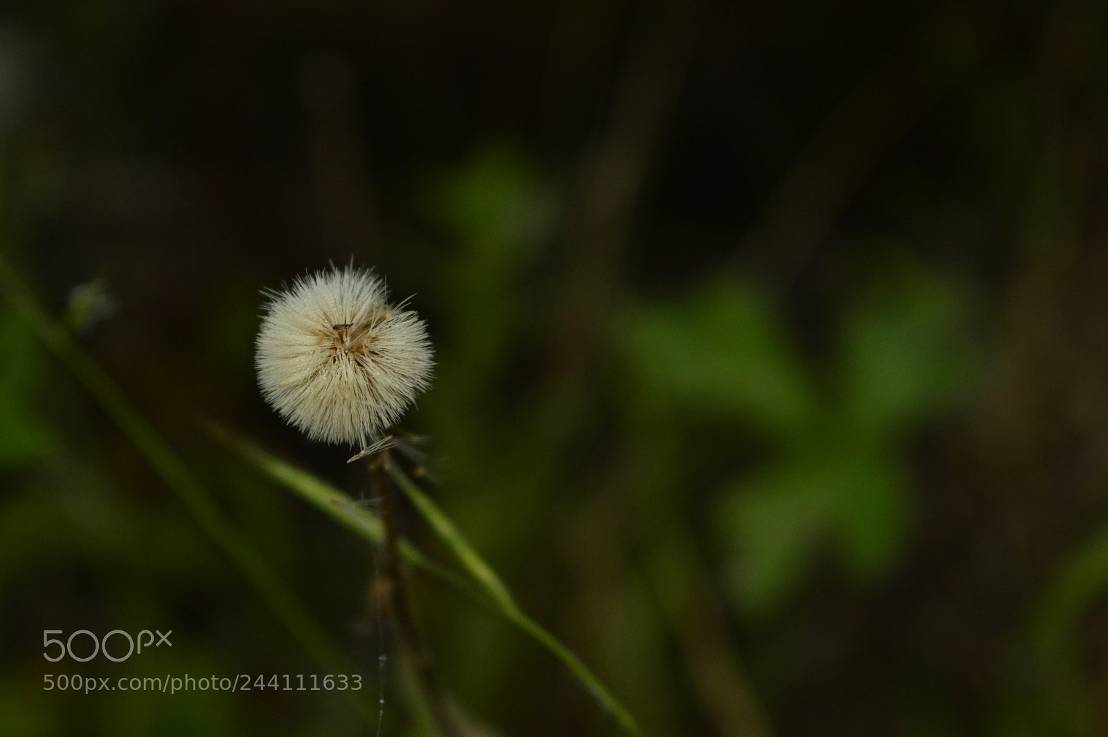 Nikon D3200 sample photo. Wildflower photography
