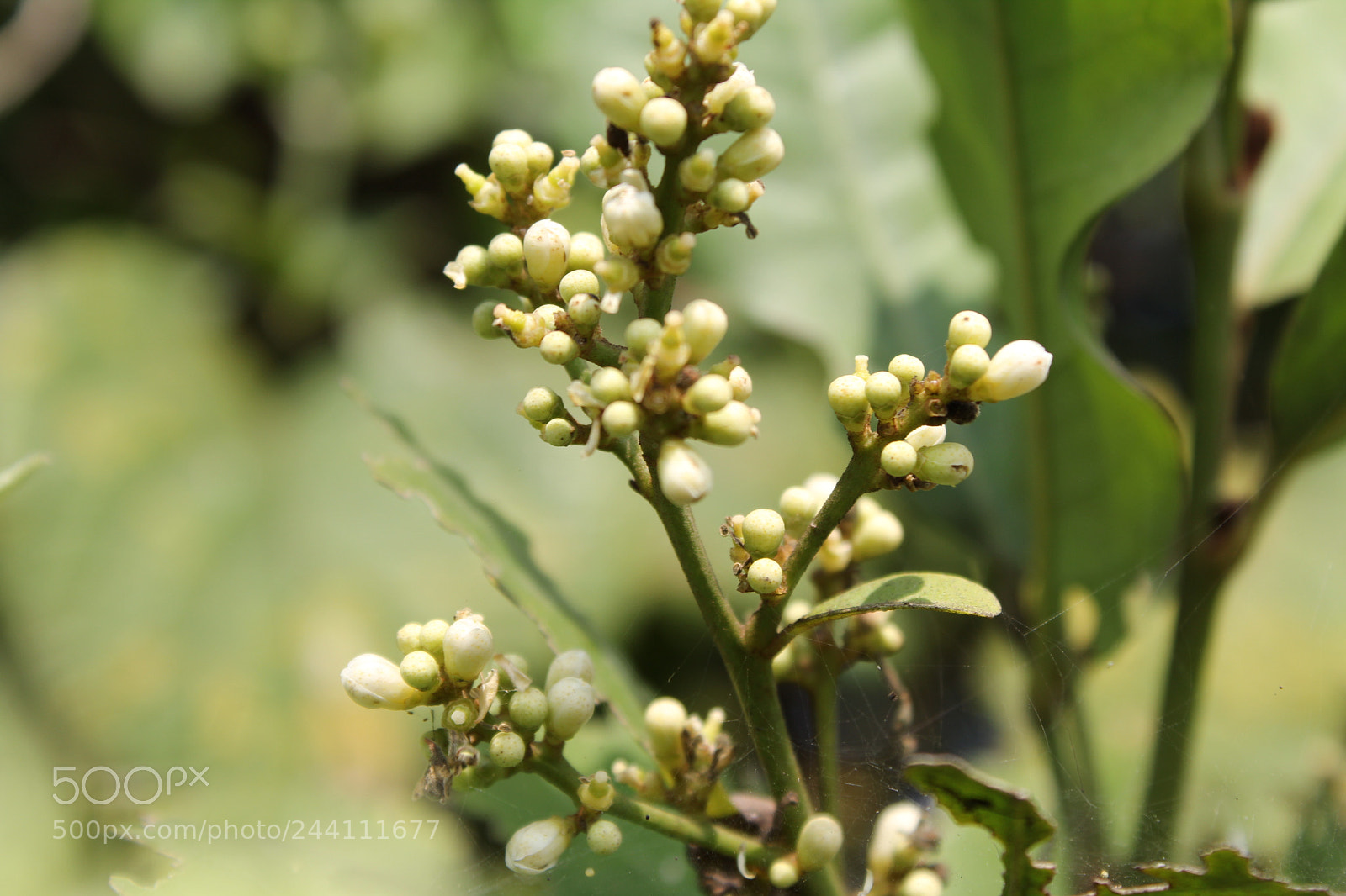 Canon EOS 1300D (EOS Rebel T6 / EOS Kiss X80) sample photo. Natural flower beautiful photography photography