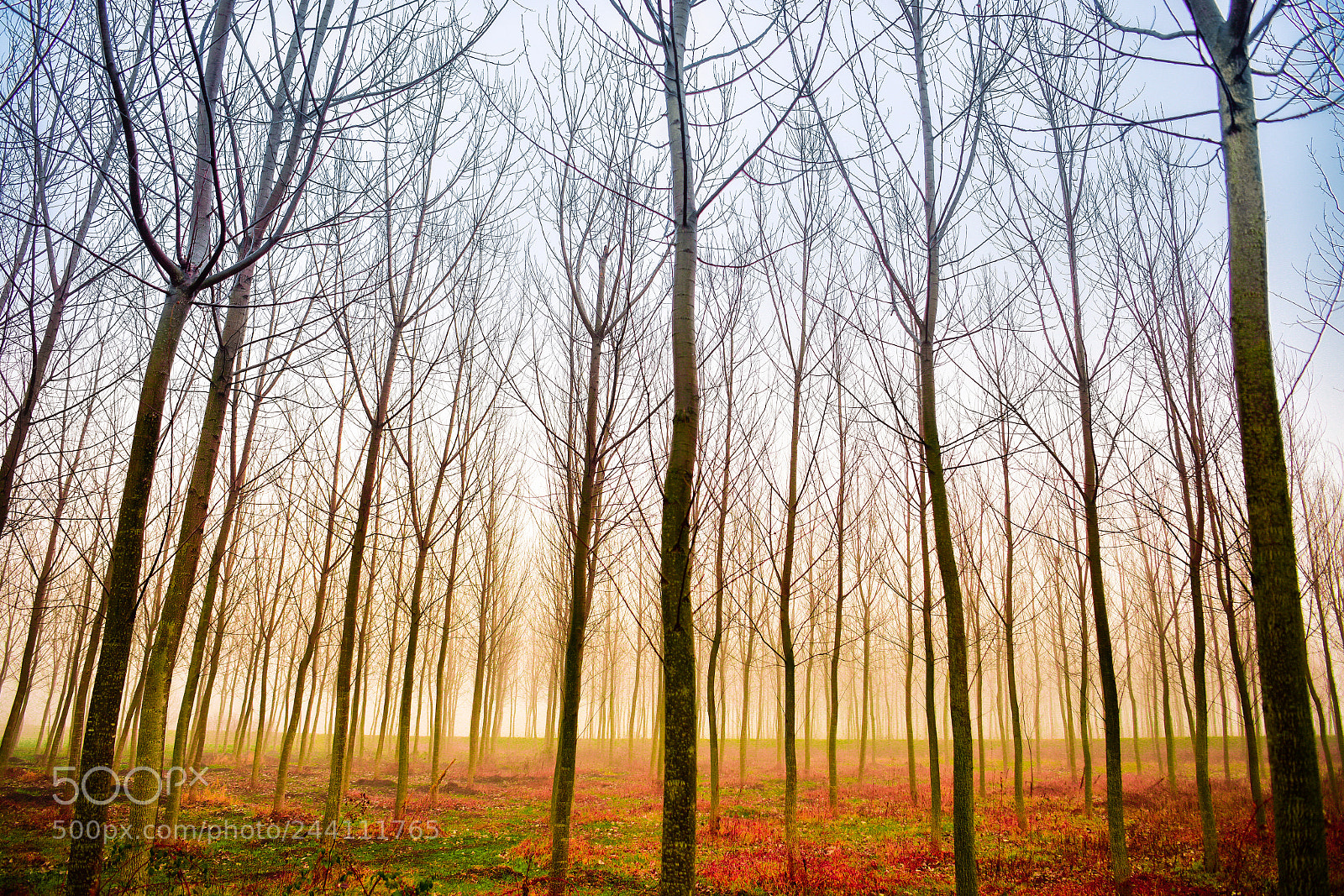Nikon D810 sample photo. Magie sospese photography