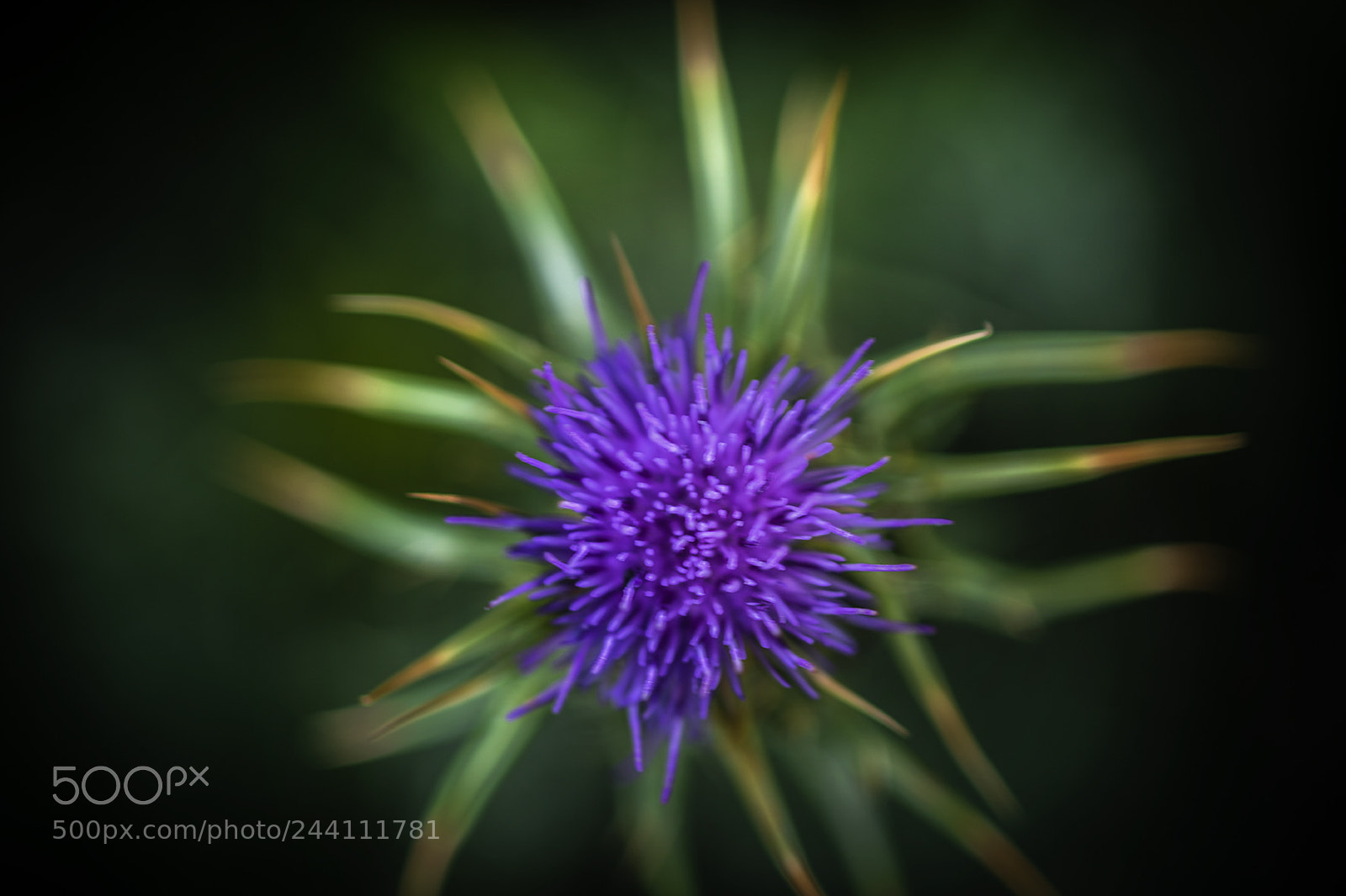 Nikon D810 sample photo. Explosion de colores photography