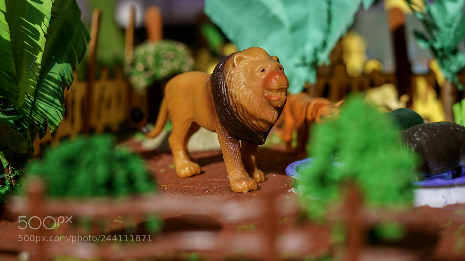 Sony a7R II sample photo. Still lion photography