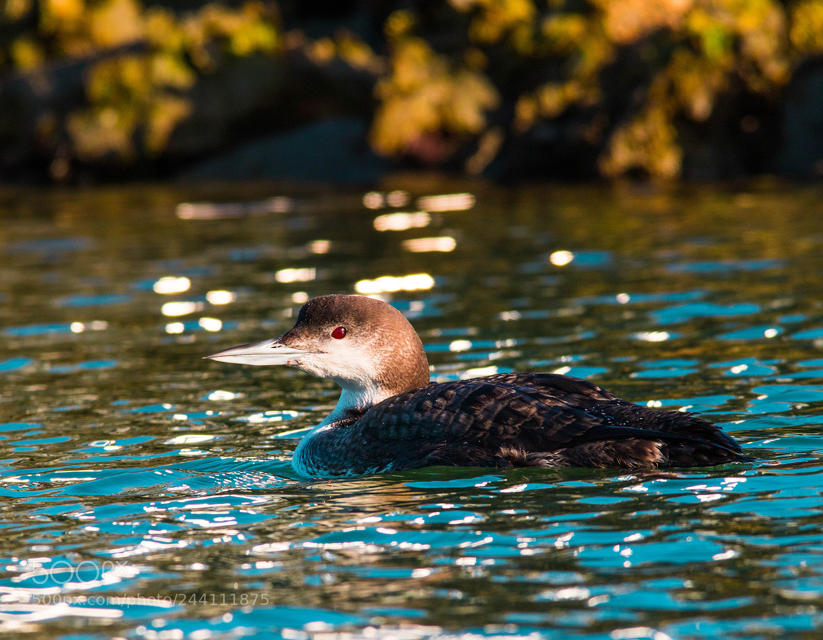 Canon EOS 7D Mark II sample photo. Common loon photography