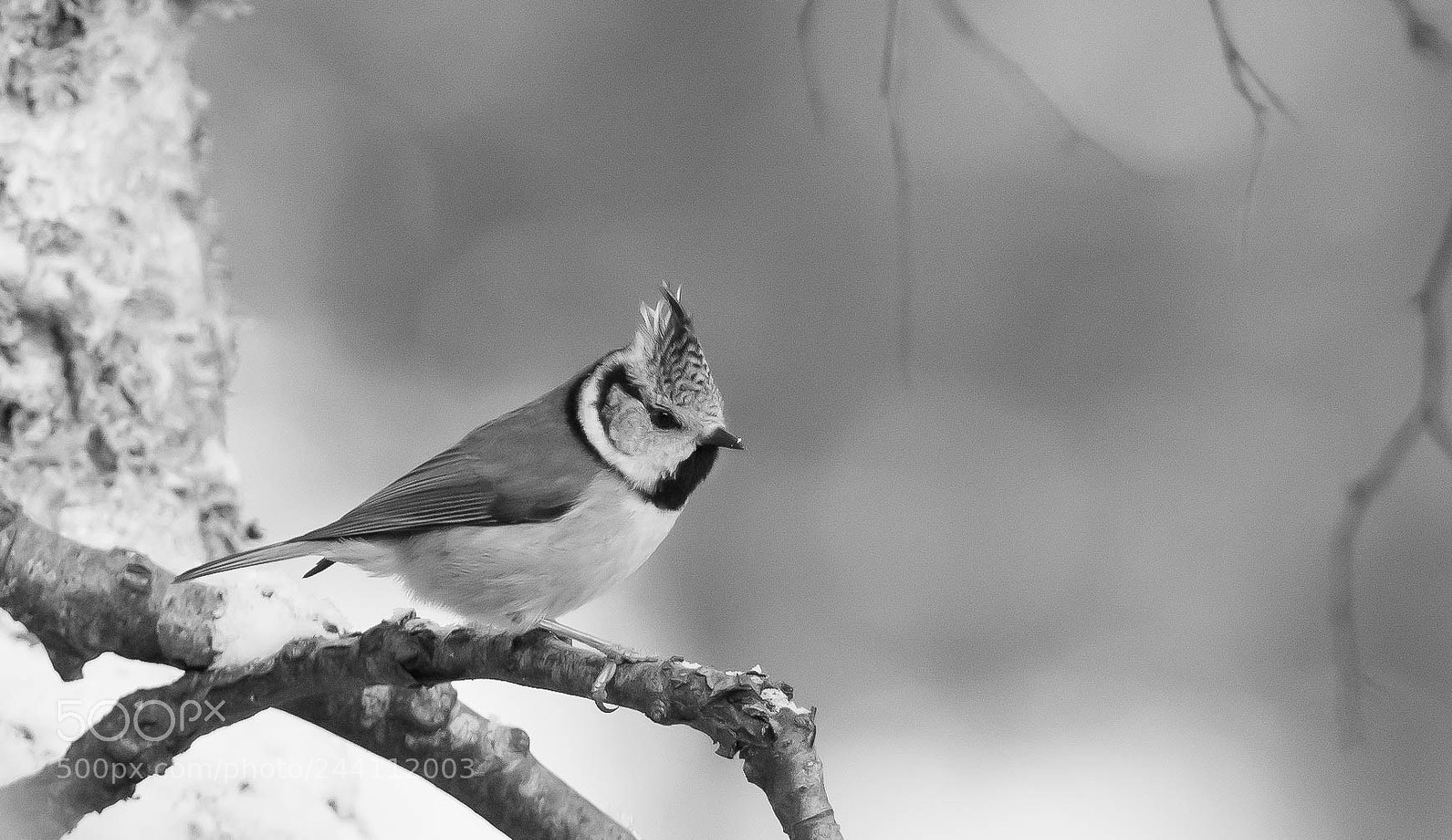 Nikon D7100 sample photo. Scottish cresty. photography