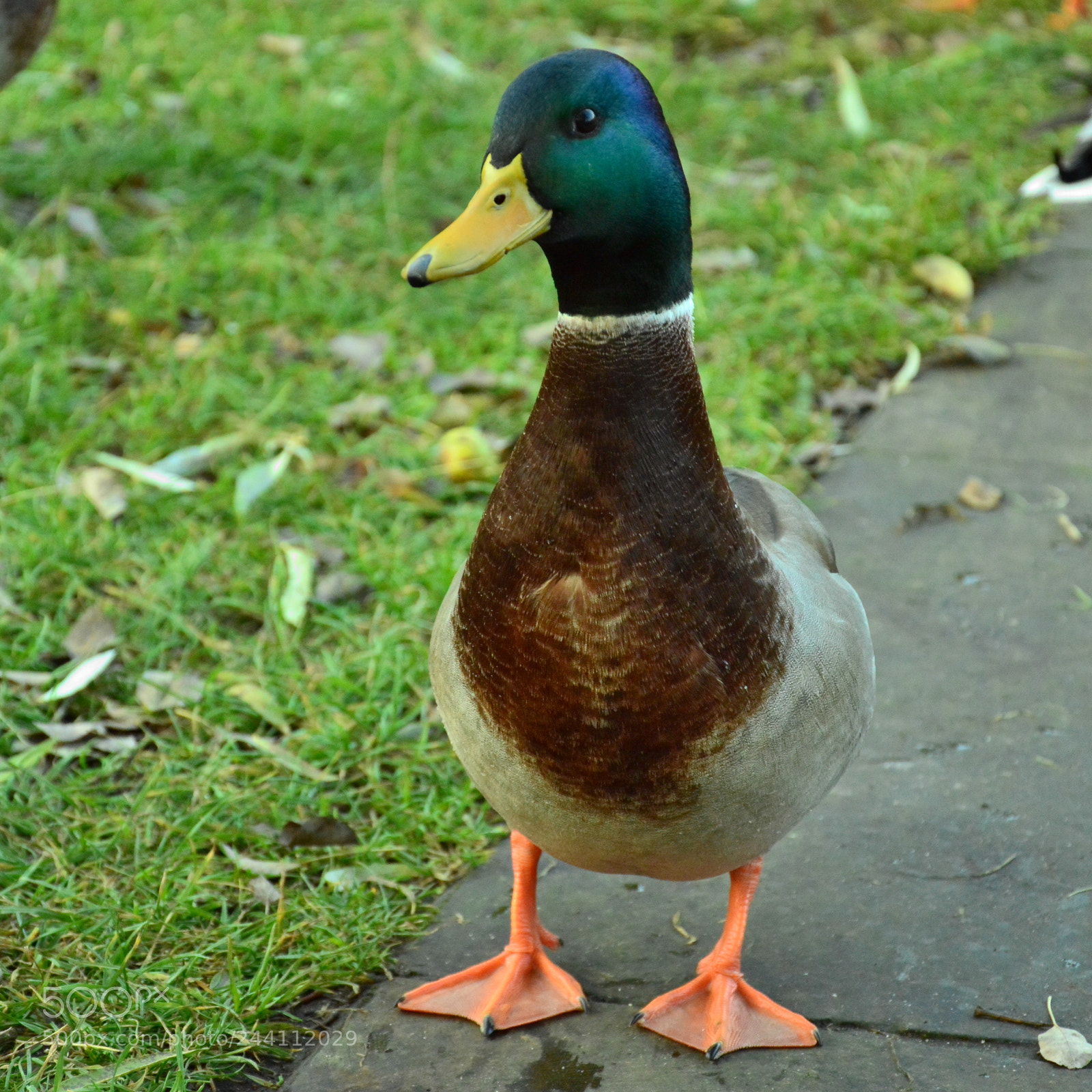 Nikon D3200 sample photo. Csc photography