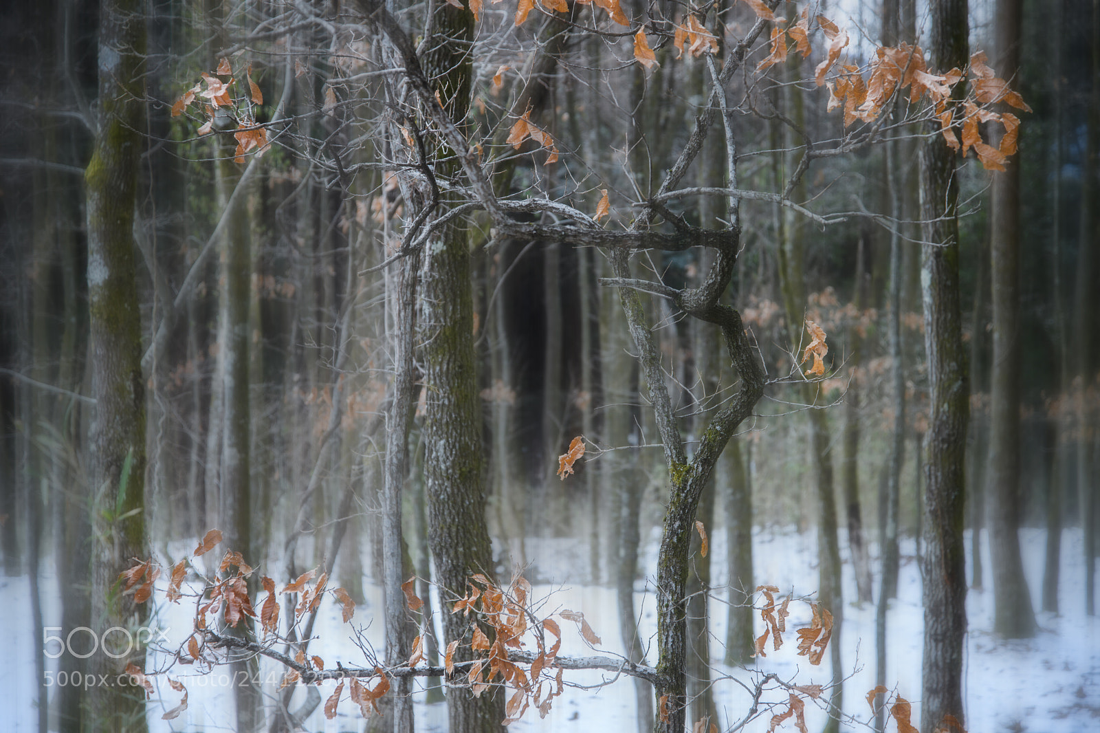 Nikon D5 sample photo. Remnants photography