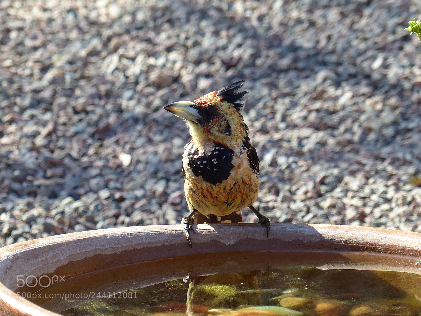 Panasonic Lumix DMC-FZ200 sample photo. Haubenbartsvogel, crested barbet photography