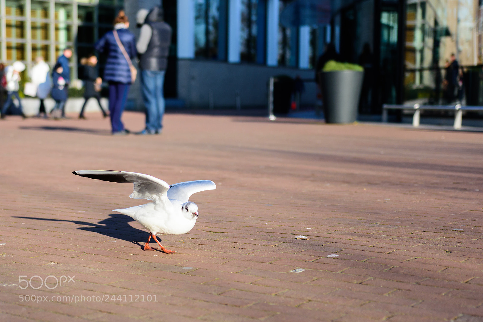 Nikon D7200 sample photo. Ready for takeoff photography