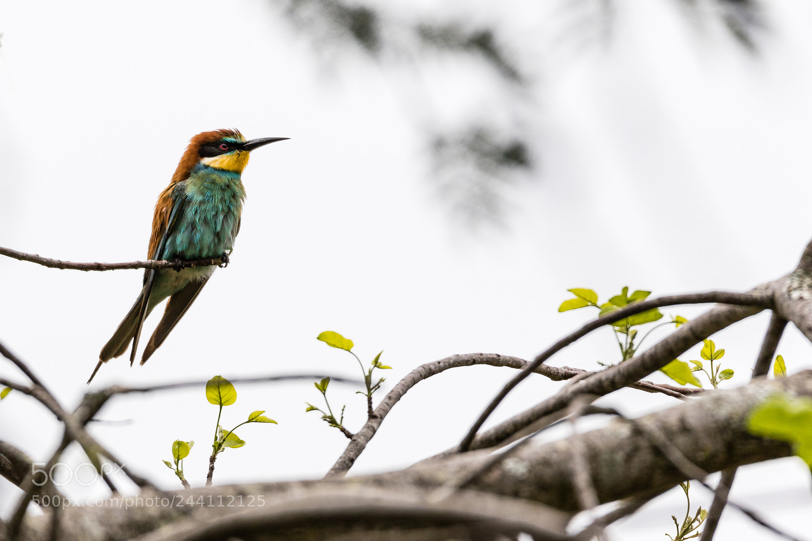 Canon EOS 7D Mark II sample photo. Bee-eater photography