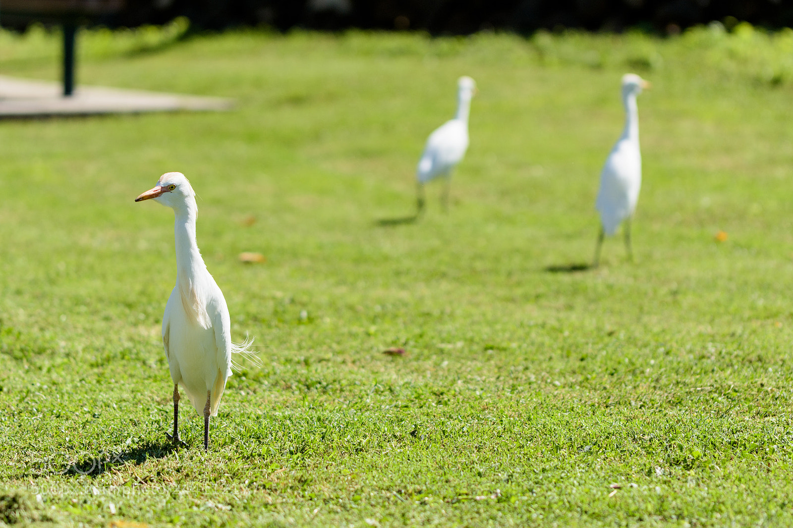 Nikon D7200 sample photo. Egrets on the march photography