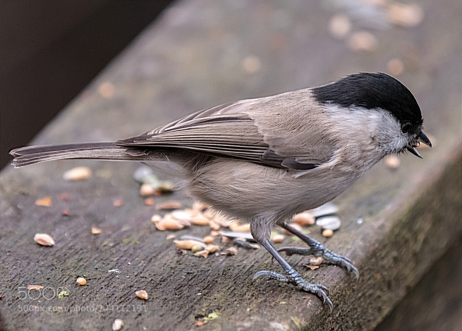 Panasonic Lumix DMC-GX85 (Lumix DMC-GX80 / Lumix DMC-GX7 Mark II) sample photo. Parus palustris photography