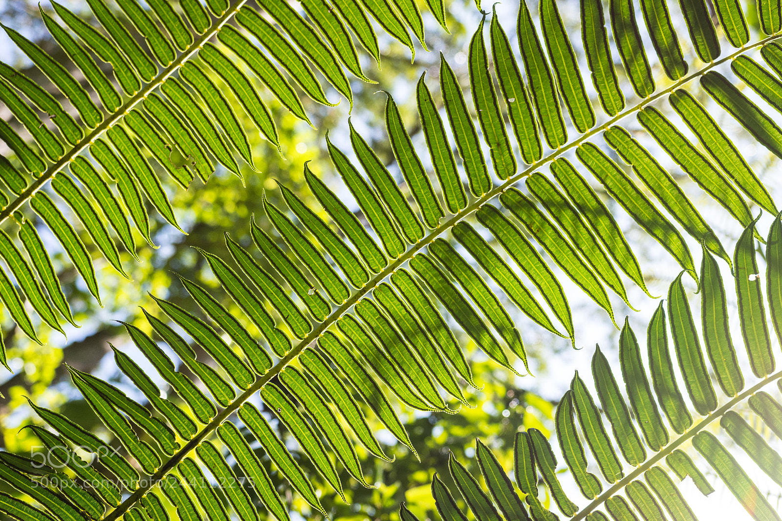 Nikon D7200 sample photo. I will leaf this photography