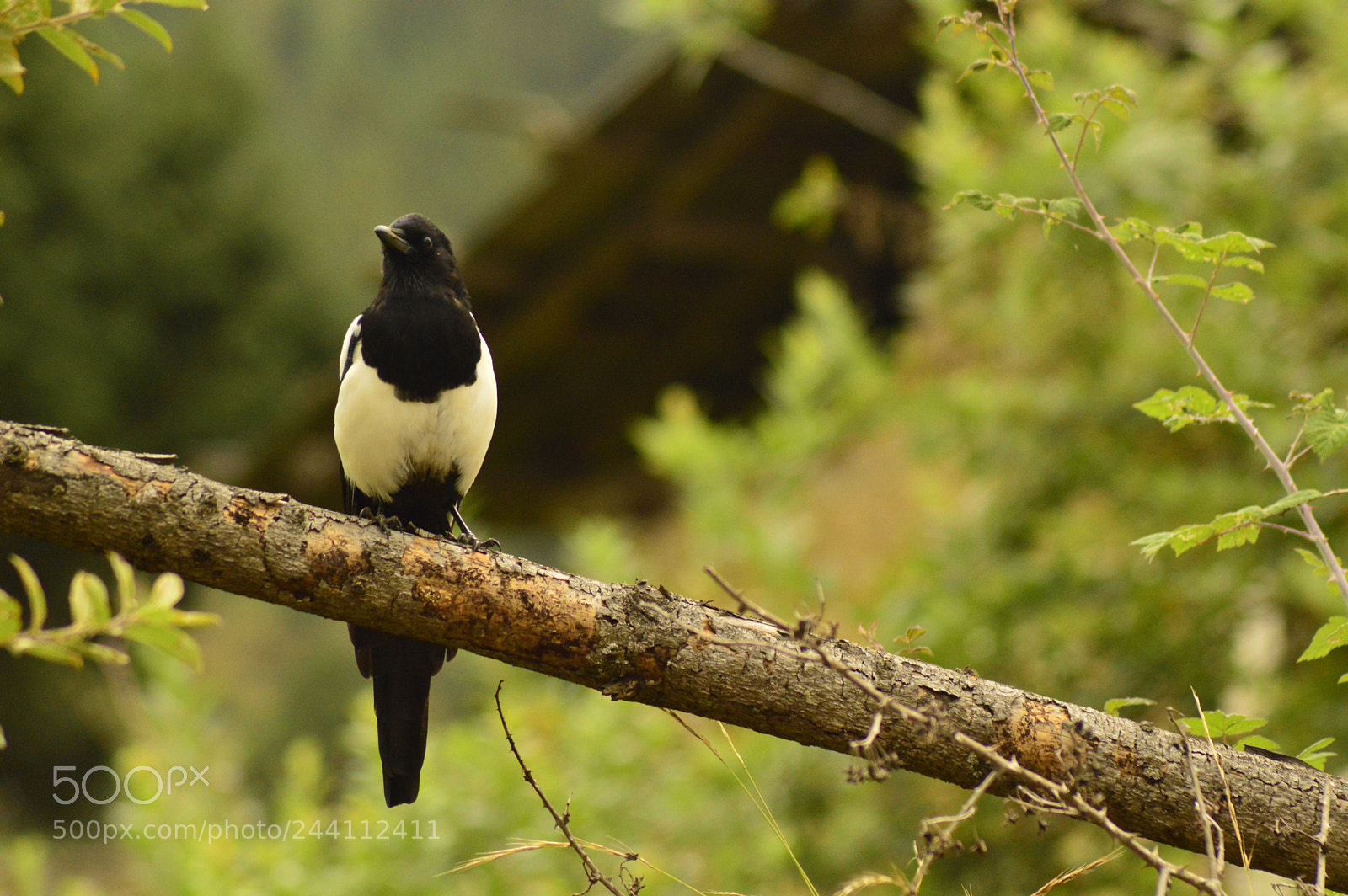 Nikon D3200 sample photo. Black billed magpie photography