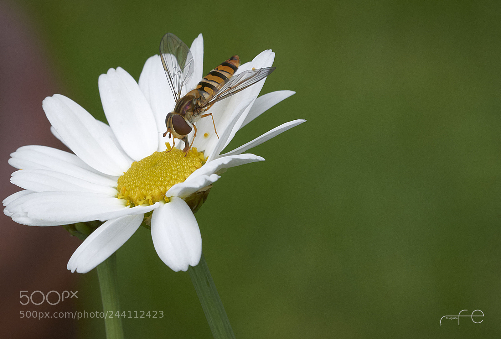 Nikon D800 sample photo. Episyrphus balteatus (hainschwebfliege) photography