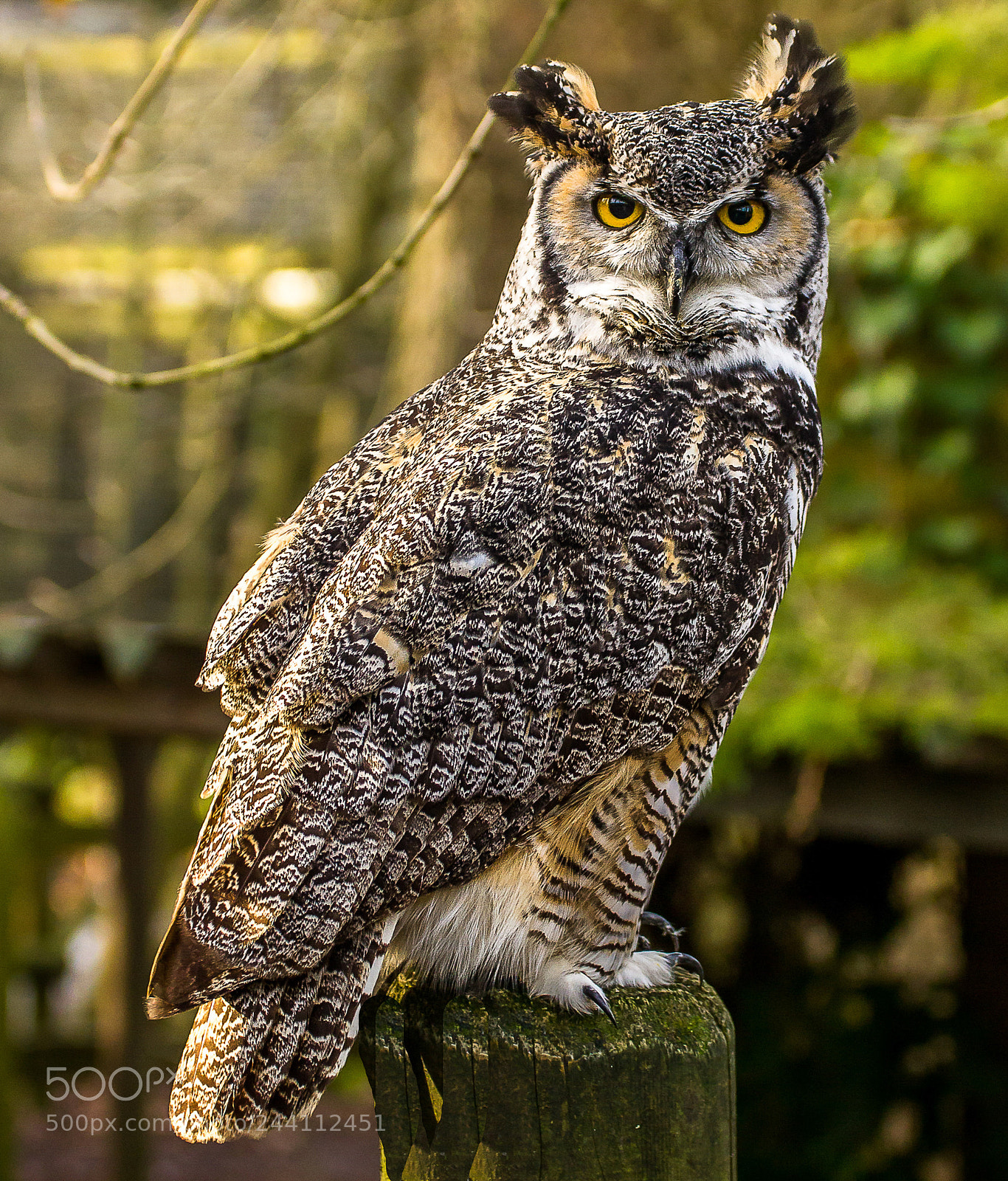 Canon EOS 550D (EOS Rebel T2i / EOS Kiss X4) sample photo. Horned owl photography