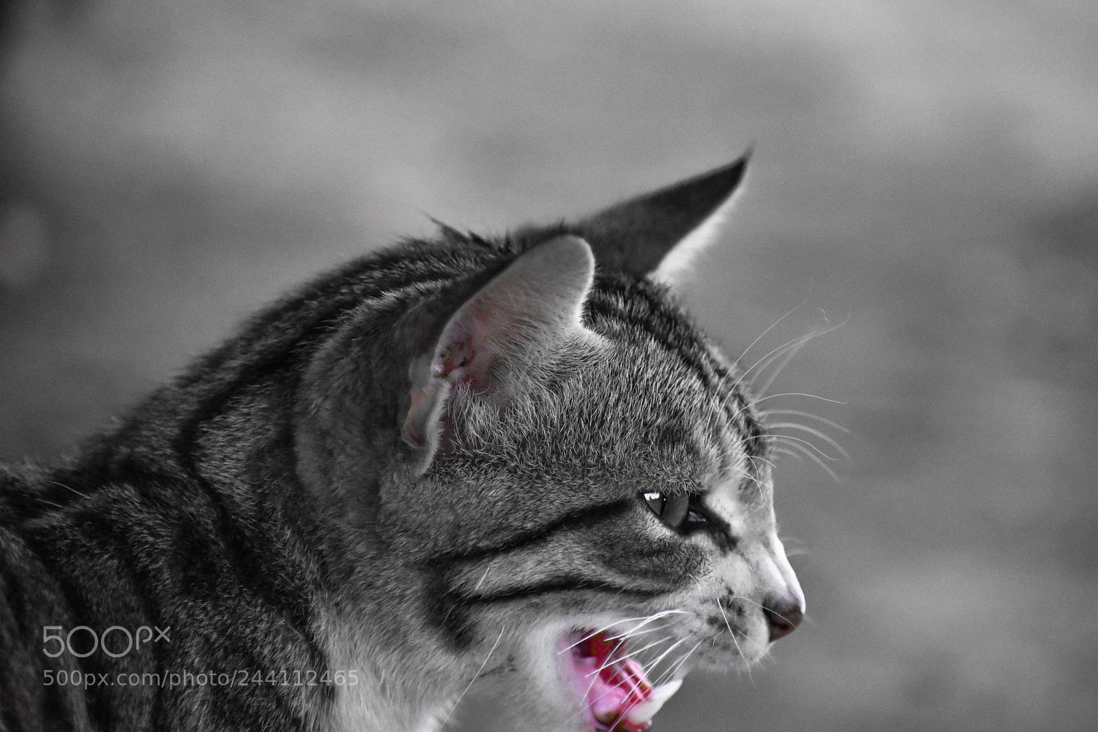 Nikon D3400 sample photo. Meow :) photography