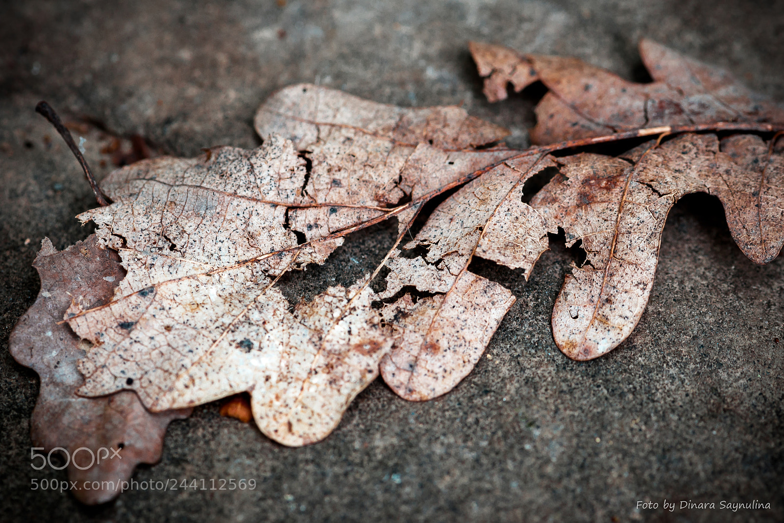 Nikon D700 sample photo. Autumn's sheet photography