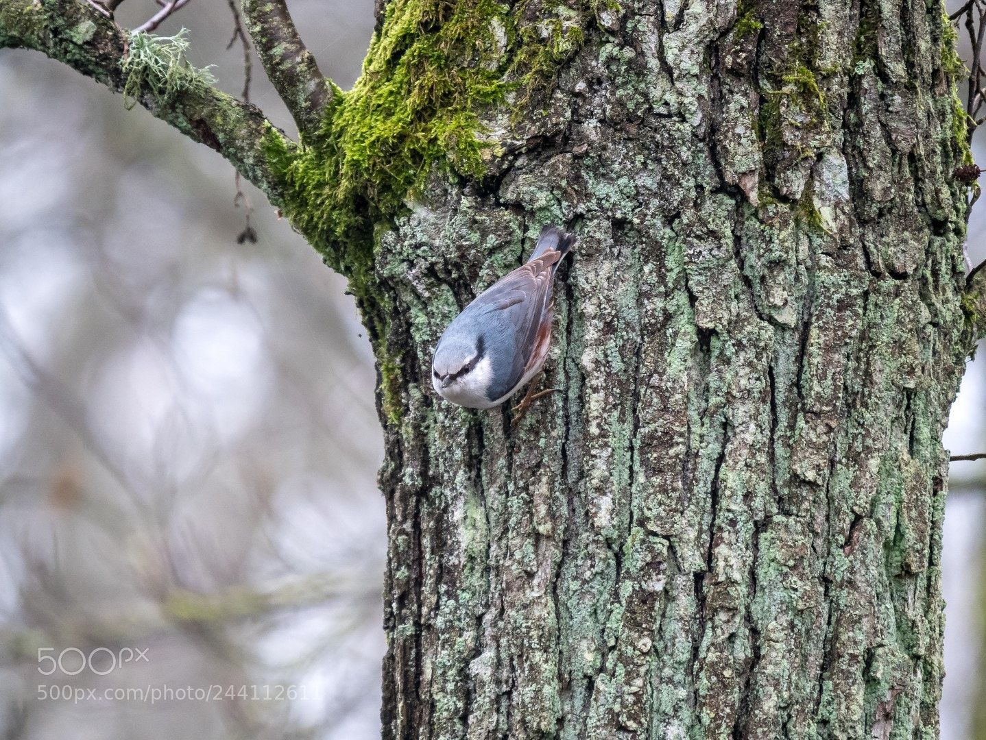 Panasonic Lumix DMC-GX85 (Lumix DMC-GX80 / Lumix DMC-GX7 Mark II) sample photo. Sitta europaea photography