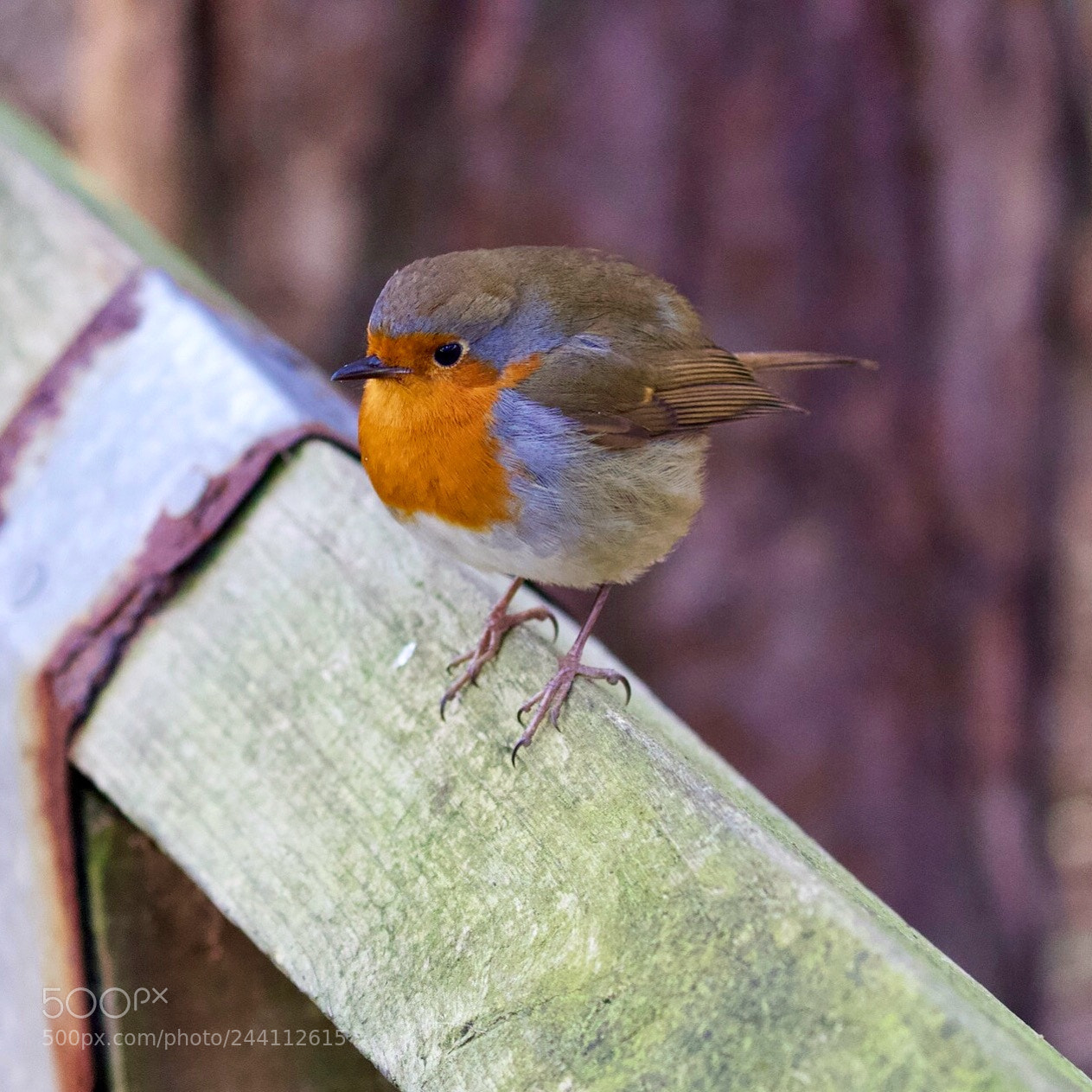 Canon EOS 7D Mark II sample photo. Sitting in the fence photography