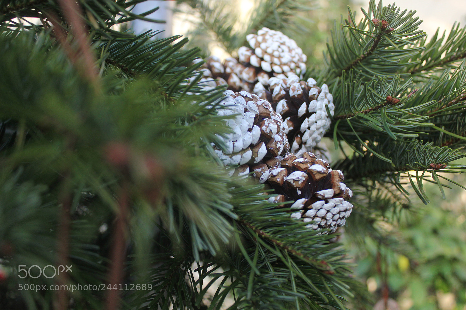 Canon EF-S 18-55mm F3.5-5.6 IS sample photo. Pinecone photography