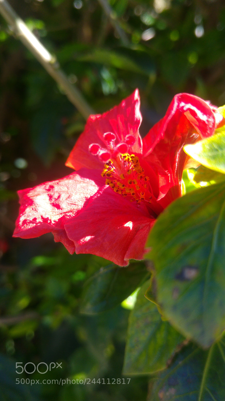 LG G4 sample photo. Untitled photography
