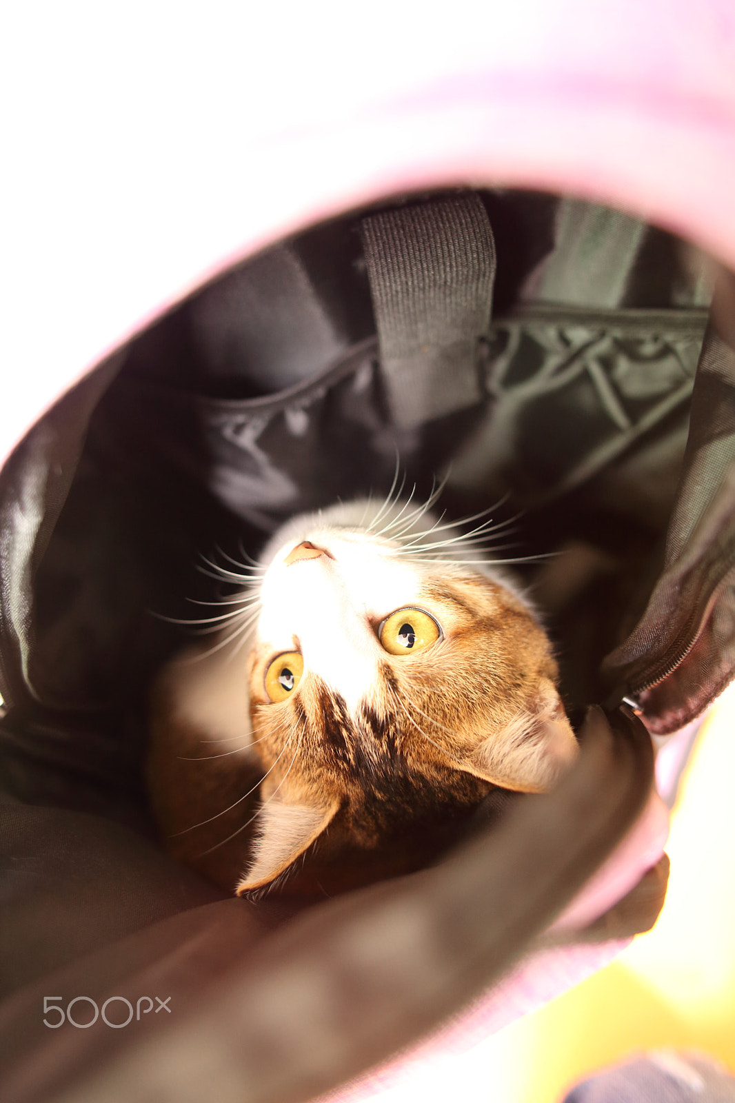 Canon EOS 5D Mark II + Sigma 28mm f/1.8 DG Macro EX sample photo. Friends cute little cat photography