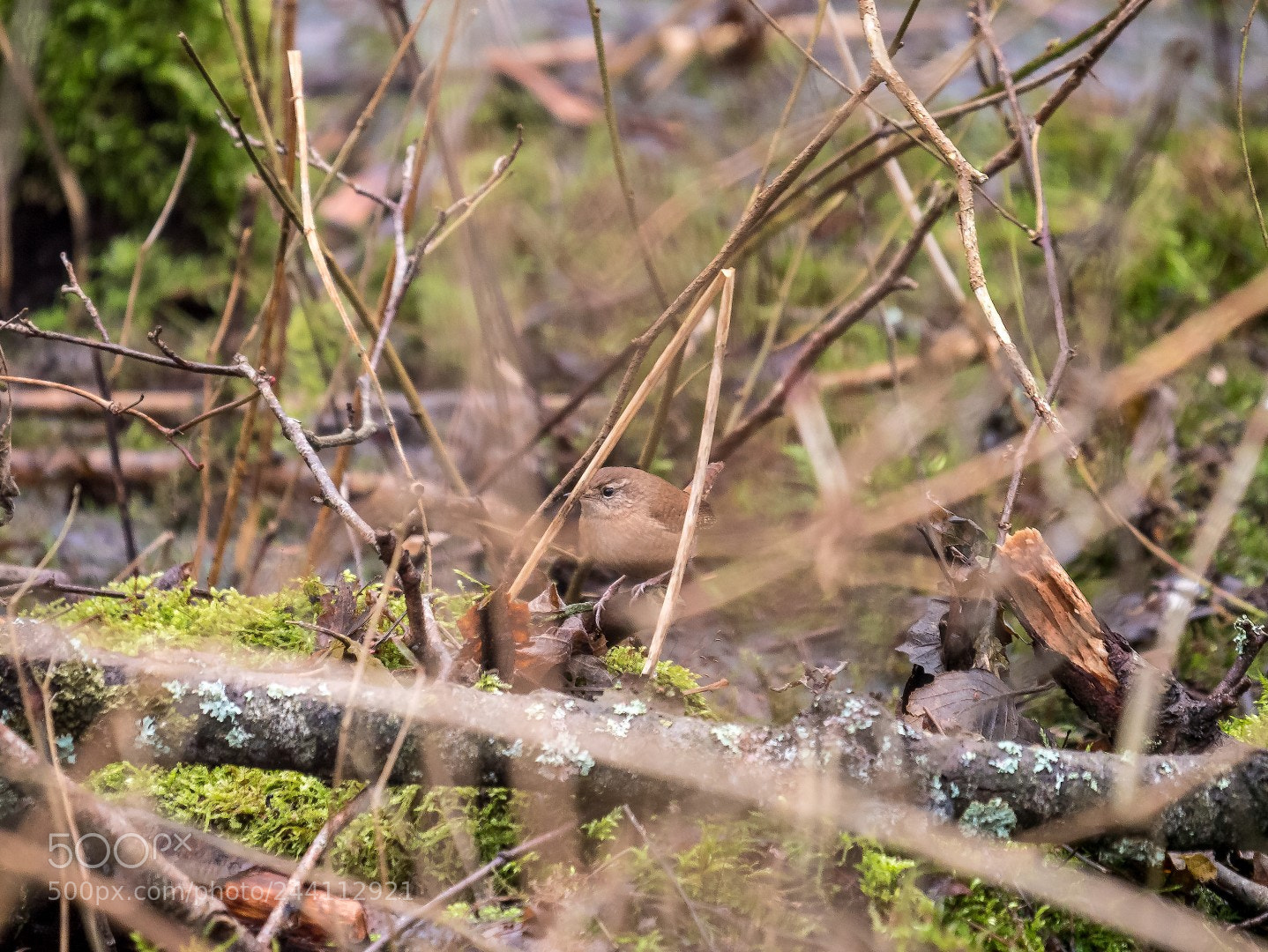 Panasonic Lumix DMC-GX85 (Lumix DMC-GX80 / Lumix DMC-GX7 Mark II) sample photo. Troglodytes troglodytes as i photography